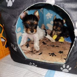 Yorkshire Terrier Puppies from Little Yorkie World Texas