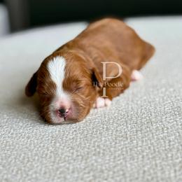Breve - Red female Cavapoo puppy in Tulsa, Oklahoma from The Poodle Co. Raising Doodles & Poodles