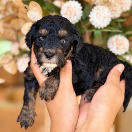 Drew - Phantom male Poodle puppy in Yuciapa, California from AlltheDoodlez_