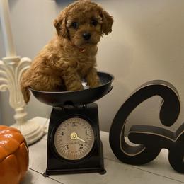 Cavapoo and Goldendoodle Puppies from Magnolia Prairie Doodles