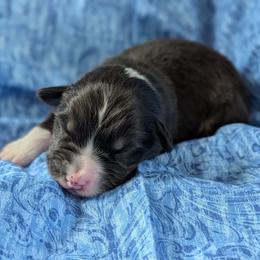 Splash - Black tri-color female Australian Shepherd puppy in Rhode Island from Ocean Cliff Aussies
