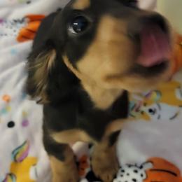 Dachshund Puppies from CLARK'S BREEDING PROGRAM