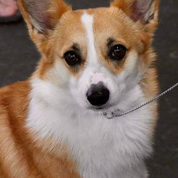 Pembroke Welsh Corgi Puppies from Outlands Corgis
