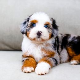Aussiedoodle, Australian Mountain Doodle, and Bernedoodle Puppies from Cottonwood Creek Doodles