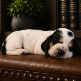 Mike - Yellow collar - Black white and brown male Basset Hound puppy in Edmonton, Kentucky from RiverBottom Bassets