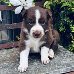 Boy 2 Red and White with Spot on Neck - White and red male Border Collie puppy in Minden, Iowa from Rocking N Registered Border Collies & Labradors