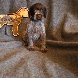 Black - Brown and gray male Wirehaired Pointing Griffon puppy in Afton, Wisconsin from Daehler's Wirehaired Pointing Griffons