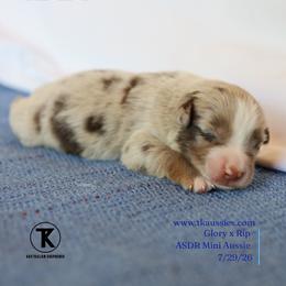 Beau- Red Merle Male - Red merle male Miniature Australian Shepherd puppy in Nacogdoches, Texas from TK Standard, Mini, & Toy Aussies