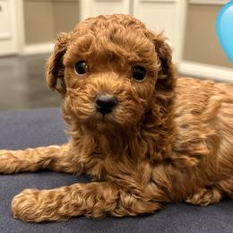 E - Red  male Poodle puppy in Bedford, Texas from S.H.A.R.P.’s Toy Poodles