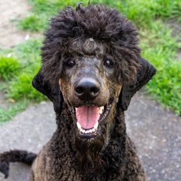 Frazier - Poodle