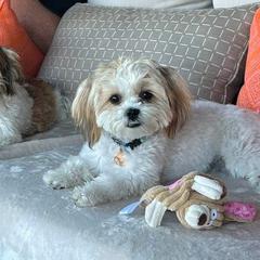 Morkie and Shorkie Puppies from Lil Luxe Pups