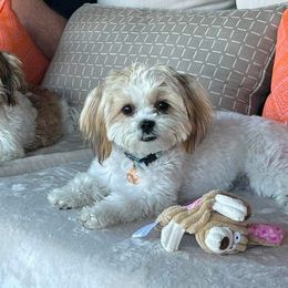 Morkie and Shorkie Puppies from Lil Luxe Pups