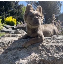 French Bulldog puppies from Montana Made Frenchies