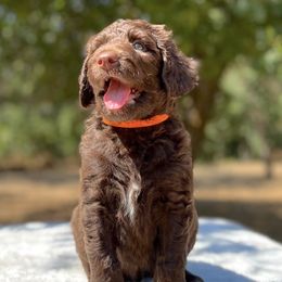 Goldendoodle Puppies from O’Doodle Clan Goldendoodles