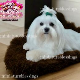 Biewer Terrier, Maltese, and Morkie All Grown Up from Miniature Blessings