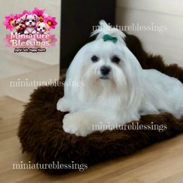 Biewer Terrier, Maltese, and Morkie All Grown Up from Miniature Blessings