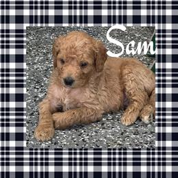 Sam (Boy 4) - Apricot male Goldendoodle puppy in Ankeny, Iowa from Iowadoodles2love