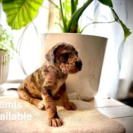 White - Merlequin female Great Dane puppy in Aldie, Virginia from High Point Mountain Danes