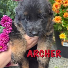 Archer - Black and red male German Shepherd puppy in Graham, Washington from Wildeflecken Shepherds