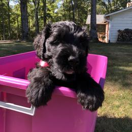 Wisdom - Black female Black Russian Terrier puppy in Burnsville, North Carolina from Gentle Power