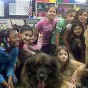 Leonberger All Grown Up from Ex Animo Leonbergers and WHD