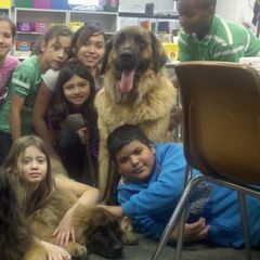 Leonberger All Grown Up from Ex Animo Leonbergers and WHD