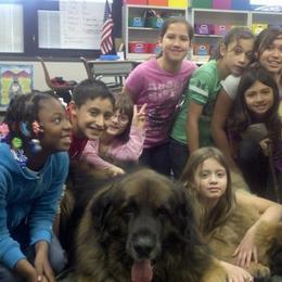 Leonberger All Grown Up from Ex Animo Leonbergers and WHD