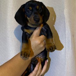 Choco - Dachshund