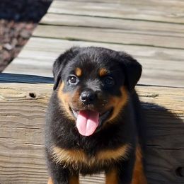 Rottweilers from BRANS HAUS ROTTWEILERS