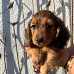 Mack - Dapple male Dachshund puppy in Chino Hills, California from Wooofyland LLC