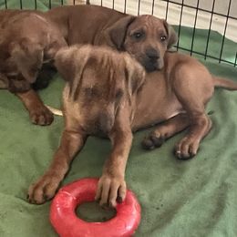 Rhodesian Ridgeback Puppies from Zambezi River Ridgebacks