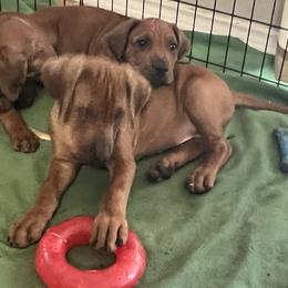 Rhodesian Ridgeback Puppies from Zambezi River Ridgebacks