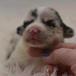 Super Girl - Brindle merle and white female American Corgi puppy in Lithia, Florida from Diamondcrest Inc