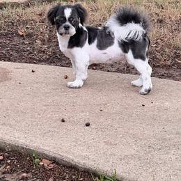 Mirage - Shih Tzu