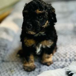 Samson - Black and tan male Havapoo puppy in Natural Bridge, Virginia from Rockbridge Puppies