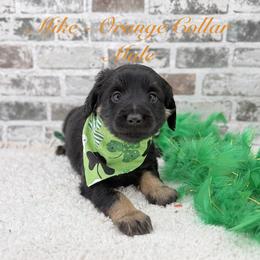Mike-Non furnished - Phantom male Goldendoodle puppy in Taylor, Michigan from Mi Best Doodle Ever, LLC