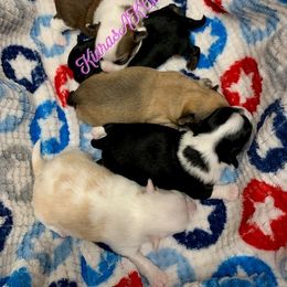 Chihuahua Puppies from Kiara's AKC Chihuahuas of Michigan