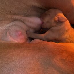 Boy 4 - Vizsla puppy in Riverview, Indiana from Kismet Vizslas