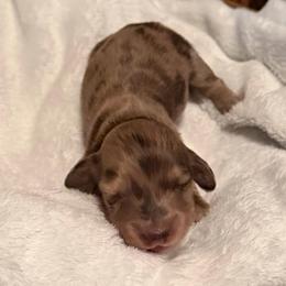 Twix - Dapple female Dachshund puppy in Yuba City, California from Mulberry Dachshunds