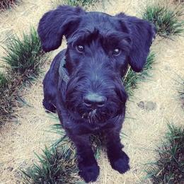 Giant Schnauzer puppies from Wessels Giant Schnauzers