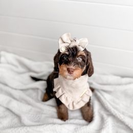 Tobaggan - Tri-color Bernedoodle puppy in Greencastle, Indiana from Willow & Co.