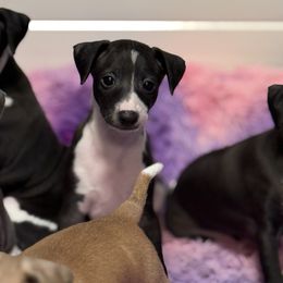 Seal Boy - Seal male Italian Greyhound puppy in Bedford, Texas from Nariba Kennels