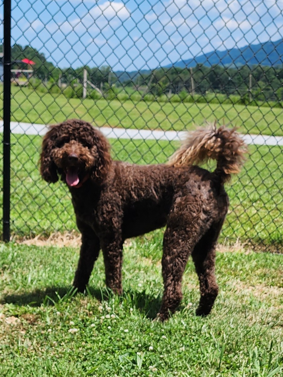 Boston Terriers, Goldendoodles, and Labradoodles from Legacy Bostons and Goldendoodles