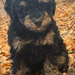 Venice - Phantom female Bernedoodle puppy in Longmont, Colorado from Colorado Miniature Bernedoodle Puppies