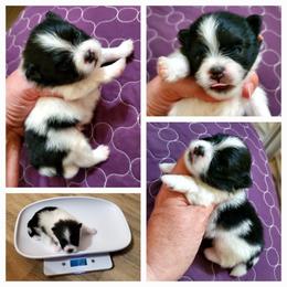 Buster - Black parti male Pomeranian puppy in Forsyth, Illinois from Amazing Grace Pomeranians