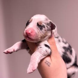 Basil AKC - Blue merle male Australian Shepherd puppy in Orlando, Florida from Skaky Shepherds