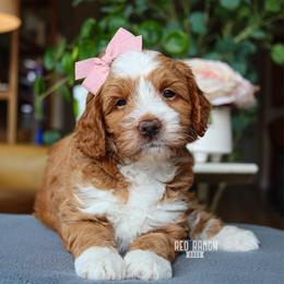 Bloom - Red  female Goldendoodle puppy in Salado, Texas from Red Ranch Dogs
