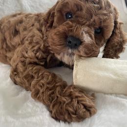 Cockapoo Puppies from M&M Cockapoos of Iowa
