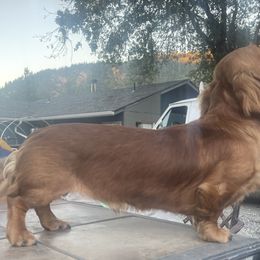 Dachshund Puppies from Temple’s Doxies