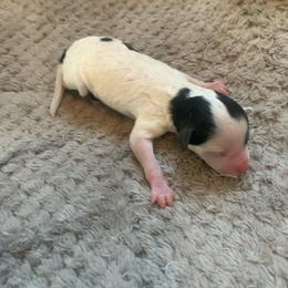 Girl 3 - Parti female Poodle puppy in Haddam, Kansas from Golden B Acres